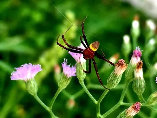 Heptagonal orbweaver
