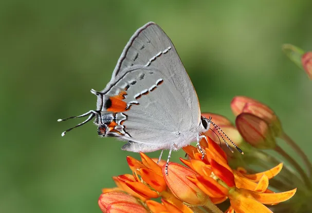 Gray hairstreak
