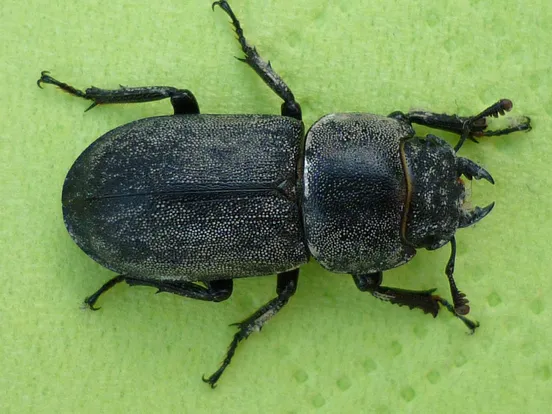 Lesser stag beetle