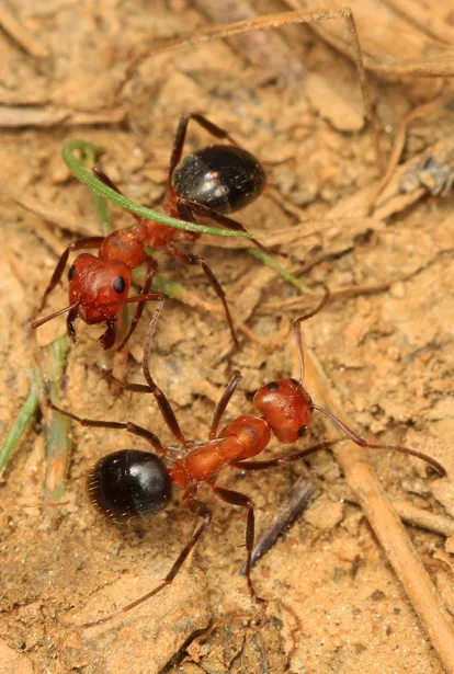 Allegheny mound ant