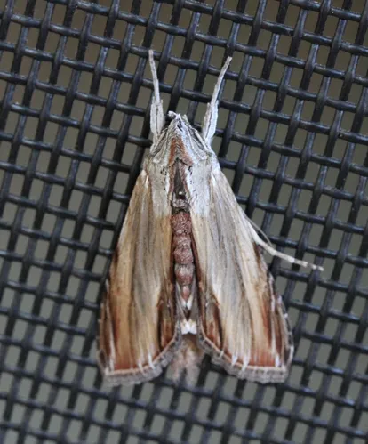 Cucullia convexipennis