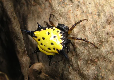 Bright yellow spots help some orb weaver spiders lure their next meal