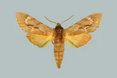 Southern pine sphinx