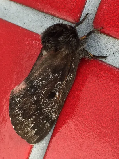 Pandora pine moth
