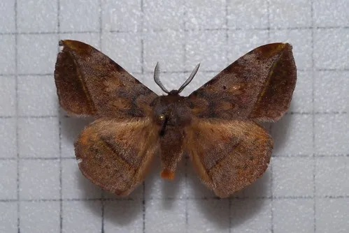 Apha arisana