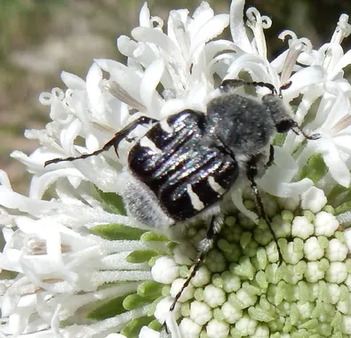 Escarabajo de la flor de texas