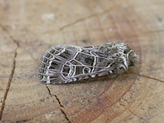 Sideridis reticulata