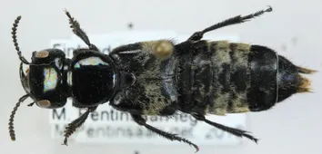 オオハネカクシ （大隠翅虫） (Creophilus maxillosus) - Picture Insect