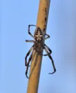 Larinioides cornutus