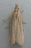 Anerastia lotella