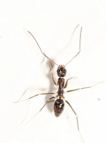 Longhorn Crazy Ant, Paratrechina longicornis - Urban and Structural  Entomology Program at Texas A&M University