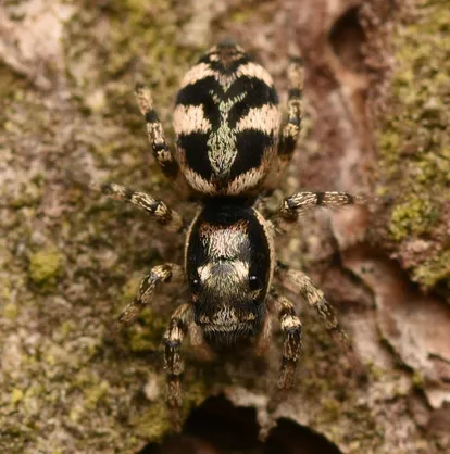Narrow-banded zebra jumping spider