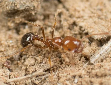 ヒアリ（火蟻） (Solenopsis invicta) - Picture Insect
