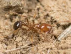 Red Imported Fire Ant