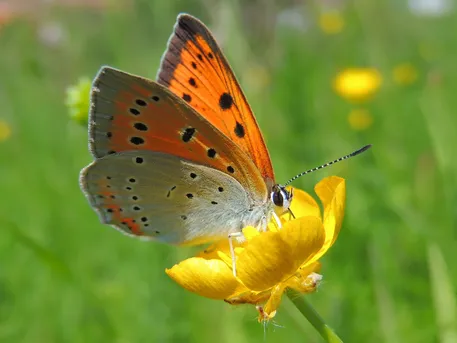 オオベニシジミ (Lycaena dispar) - Picture Insect