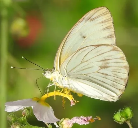 Great southern white