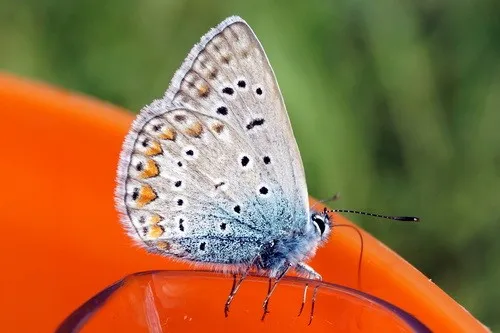 Common blue butterfly