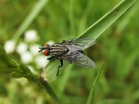 Egg, Flesh & Worm Flies