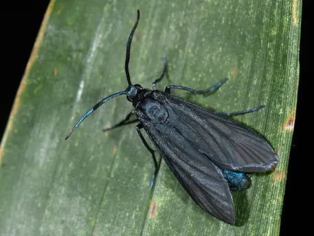 Bambus-Schwarzwidderchen (Artona martini) - Picture Insect