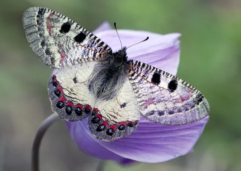 シリアアゲハ (Archon apollinus) - Picture Insect