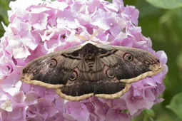 オオクジャクヤママユ (Saturnia pyri) - Picture Insect