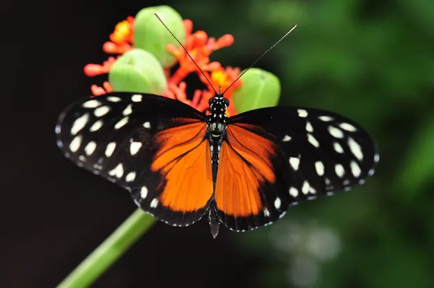 Heliconius hecale