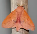 Honey locust moth