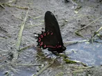 White-crescent swallowtail