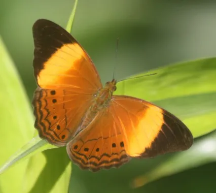 Cirrochroa orissa