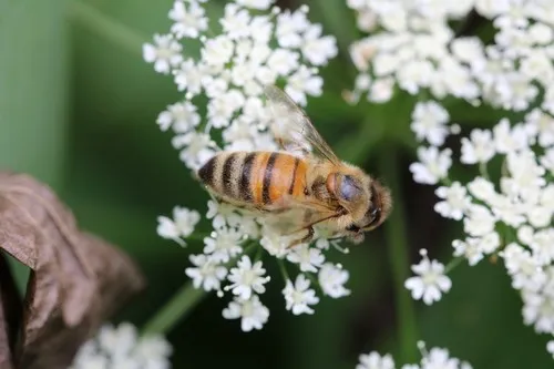 セイヨウミツバチ(西洋蜜蜂) (Apis mellifera) - Picture Insect セイヨウミツバチ(西洋蜜蜂) (Apis mellifera) - Picture Insect
