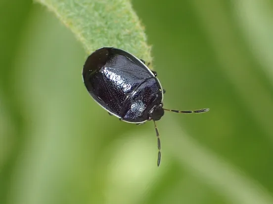 White-margined burrower bug
