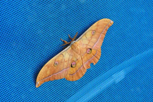 ヤママユ (Antheraea yamamai) - Picture Insect