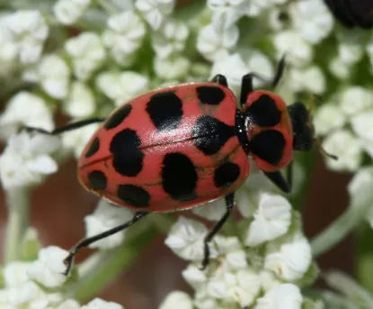 Coccinelle macul e Coleomegilla maculata Picture Insect