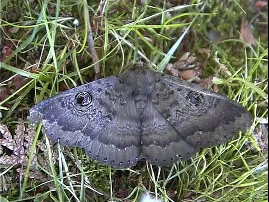 Northern old lady moth