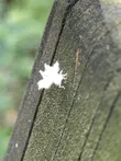 白痣廣翅蠟蟬