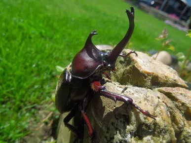 Japanese rhinoceros beetle