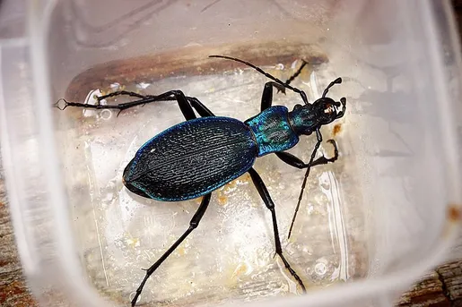 キバナガヒラタオサムシ (Carabus intricatus) - Picture Insect