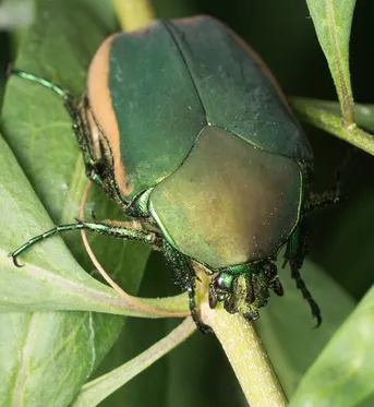 キベリコツノヒシムネハナムグリ (Cotinis mutabilis) - Picture Insect