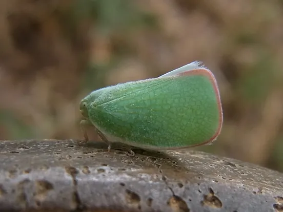 Geisha distinctissima