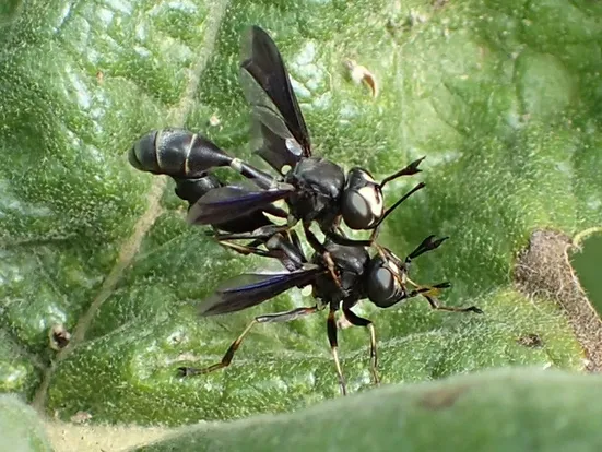 Common eastern physocephala