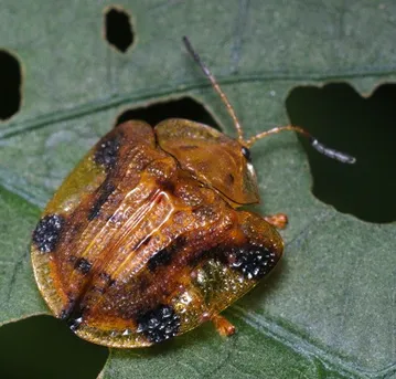ヨツモンカメノコハムシ (Laccoptera nepalensis) - Picture Insect