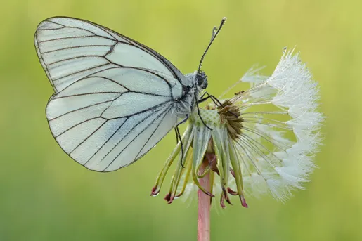 エゾシロチョウ（蝦夷白蝶） (Aporia crataegi) - Picture Insect