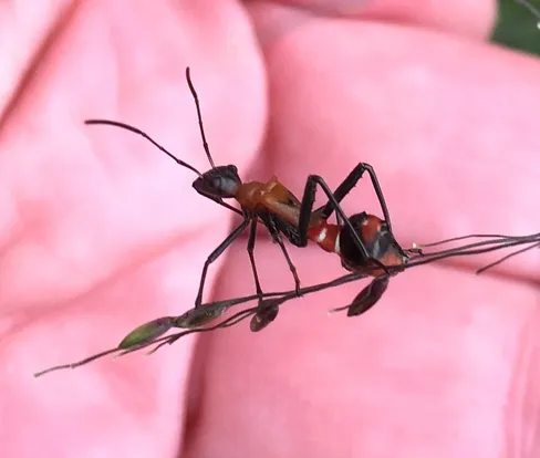 Texas Bow-Legged Bug