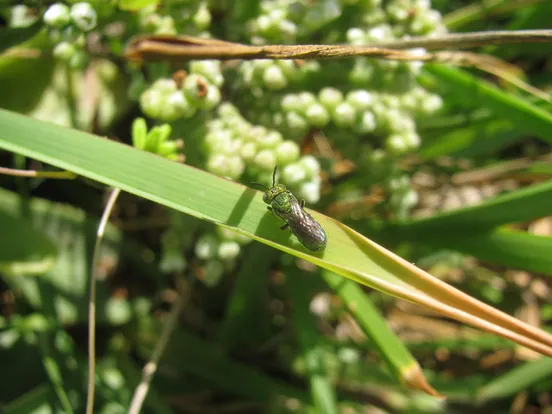 ミドリシッポウハナバチ