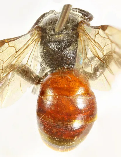Sphecodes geoffrellus