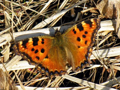 Large tortoiseshell