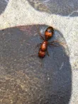 Fire ant
