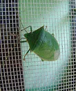 Spined green stink bug