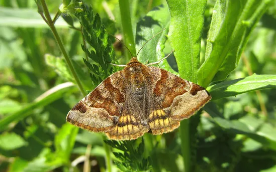 Совка клеверная бурая (Euclidia glyphica) - Picture Insect