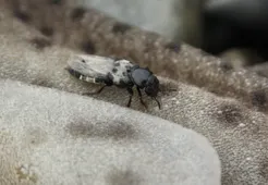 オオハネカクシ （大隠翅虫） (Creophilus maxillosus) - Picture Insect